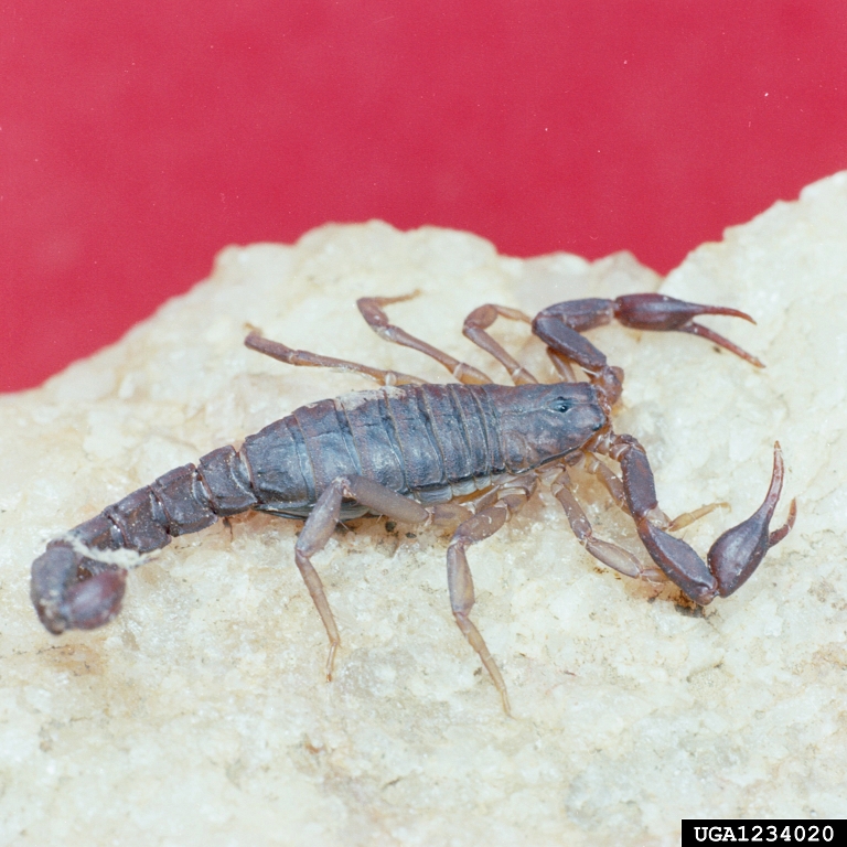 scorpion picture 4
